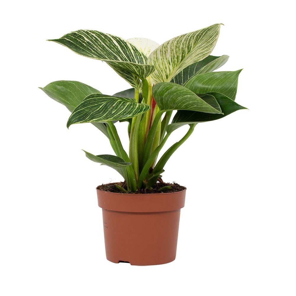 Philodendron 'White Wave' - Pot D.12cm