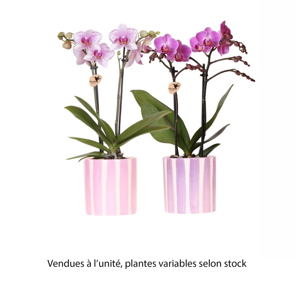 Orchidée, Phalaenopsis 'Kolibri' - 2 Tiges : pot D.10cm