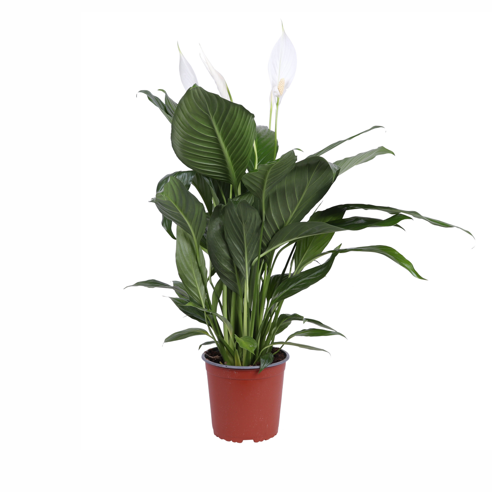 Spathiphyllum 'Bingo Cupido' - Pot 17cm