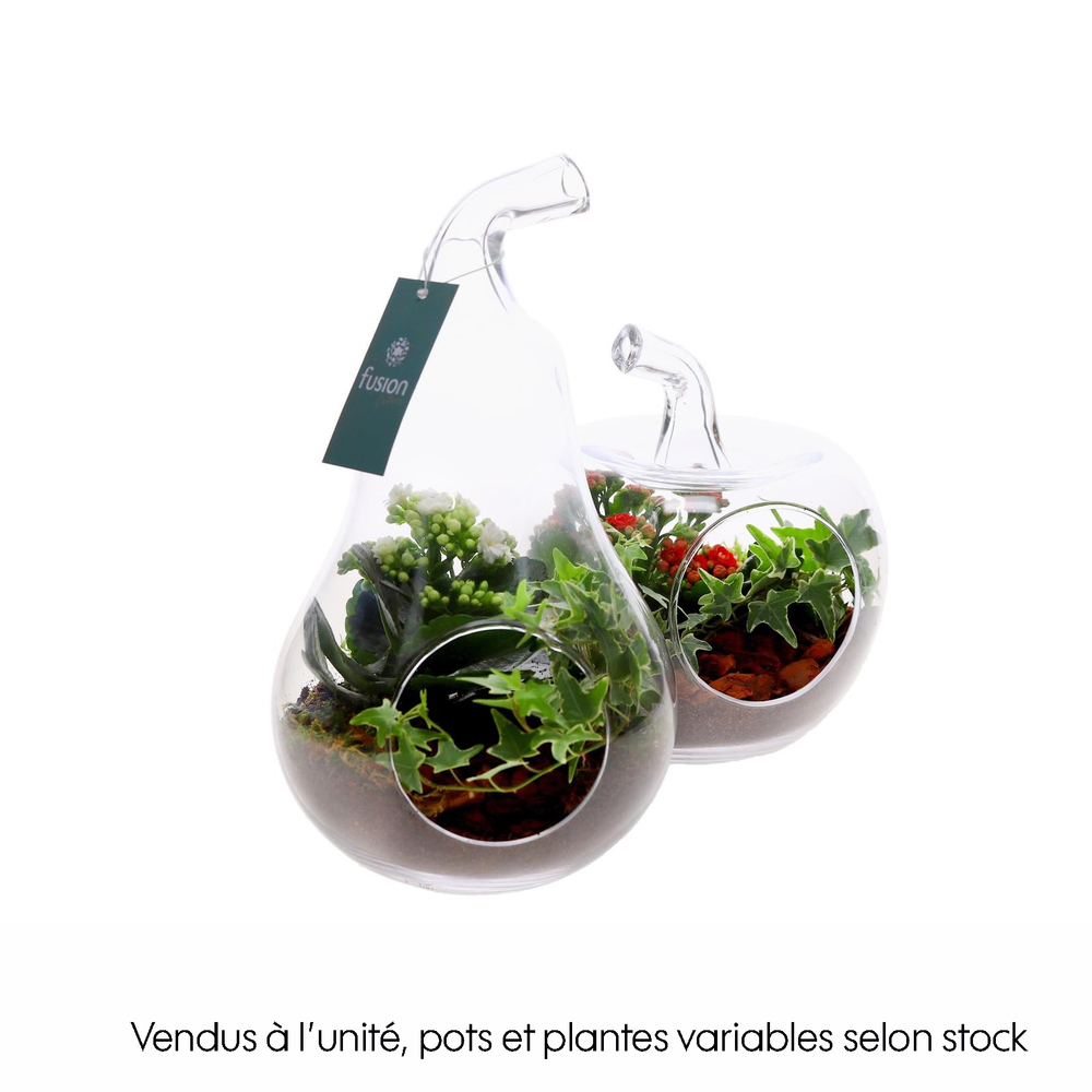 Terrarium pomme ou poire, en verre, 3 plantes : D.20cm