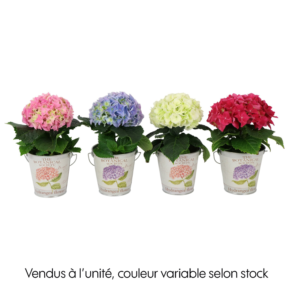 Hortensia 3/5 fleurs, coloris variables : pot en zinc D.12cm