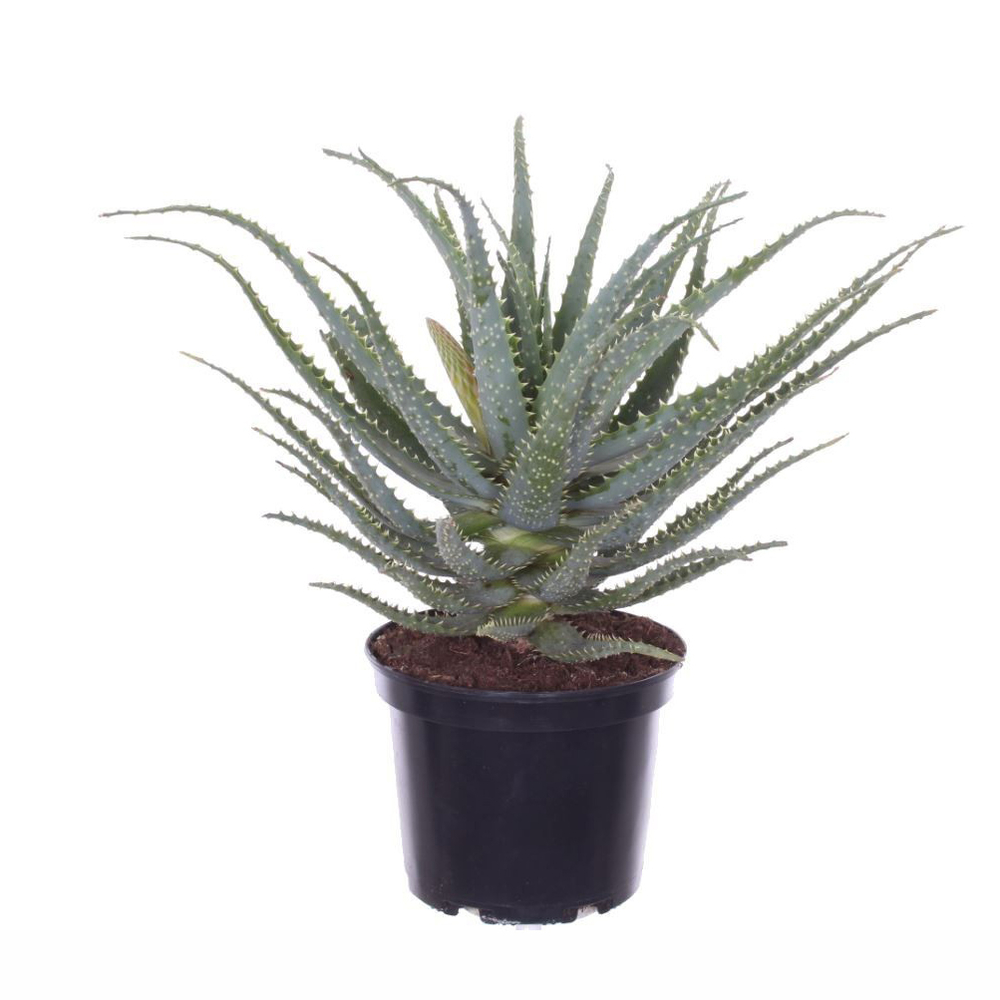 Aloe arborescens H.50cm : pot D.19cm