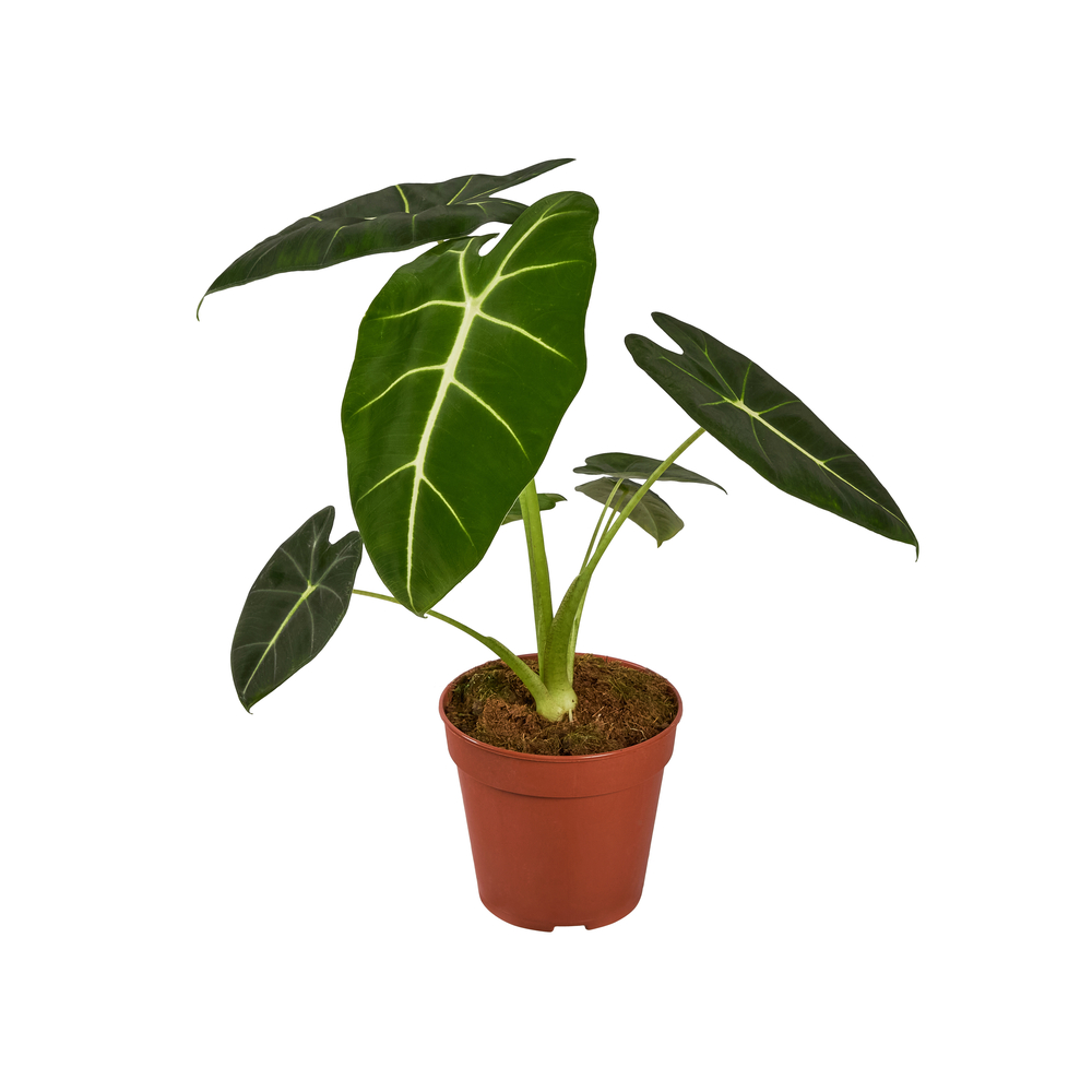 Alocasia 'Frydek Variegata' : Pot D.12cm