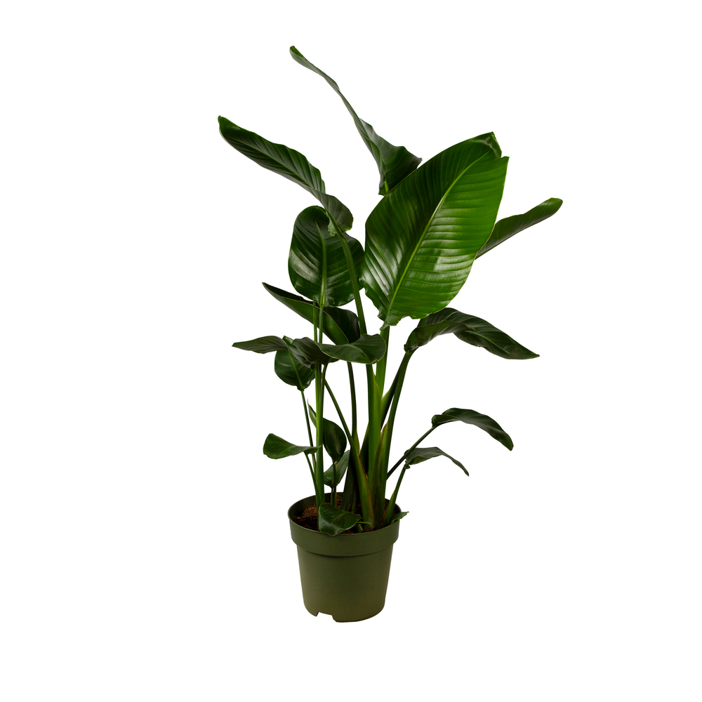 Strelitzia 'Nicolai' 120cm : Pot D.24cm