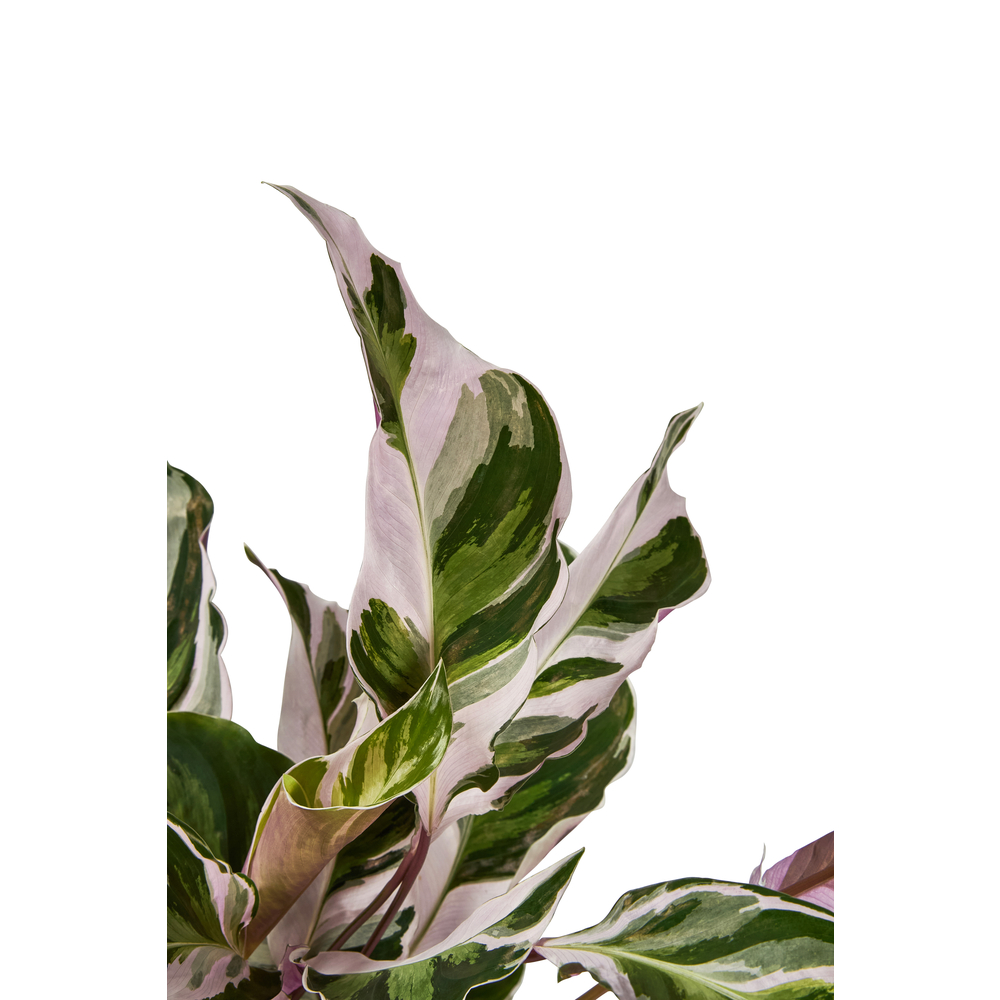 Calathea 'White Fusion' H.30cm : pot D.14cm