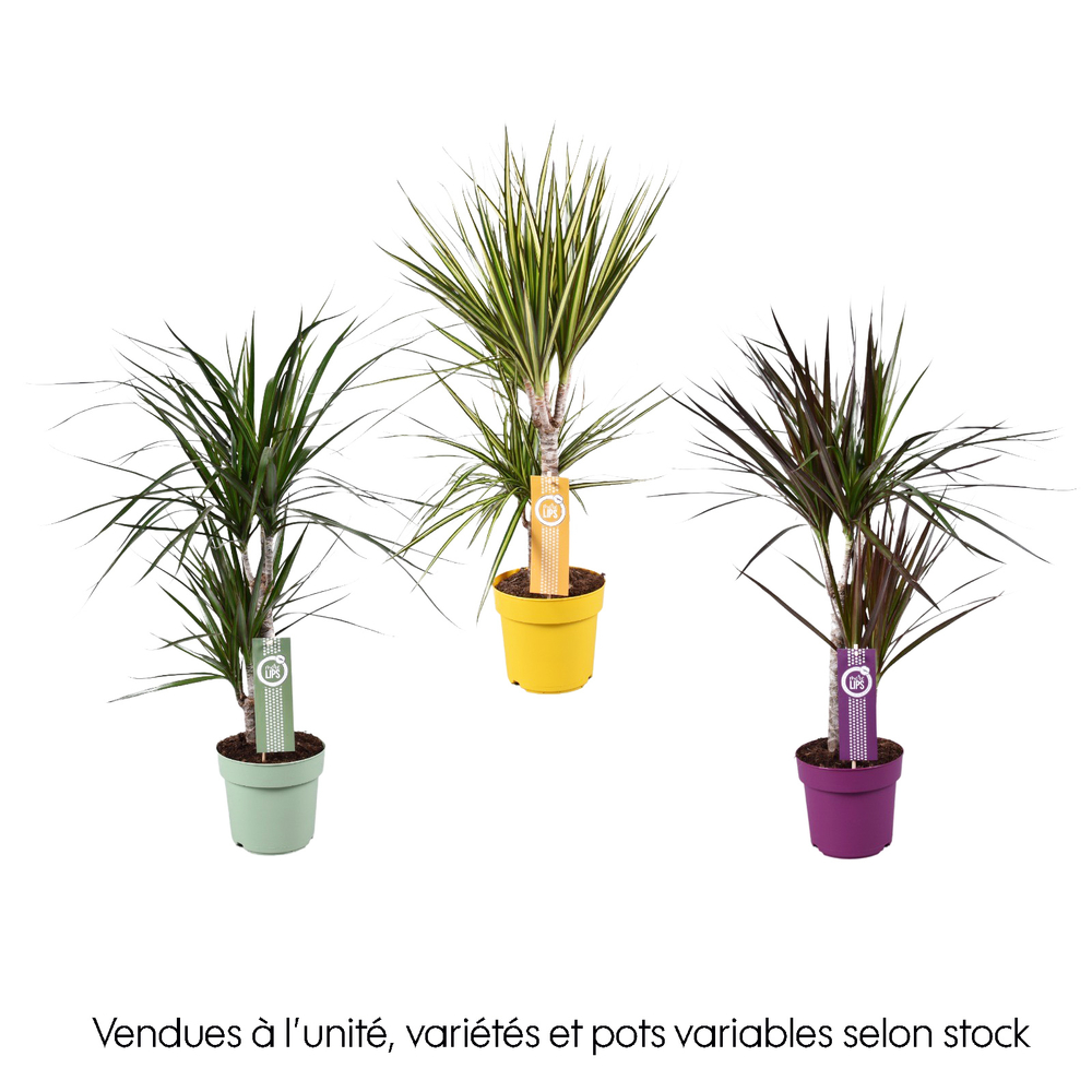 Dracaena mix 2 pieds - Pot D 17cm