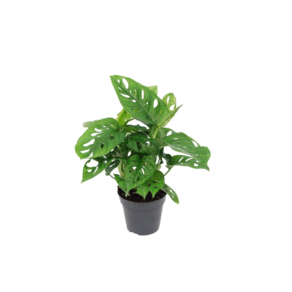Monstera monkey : Pot D.12cm
