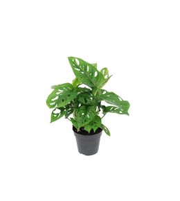 Monstera monkey : Pot D.12cm