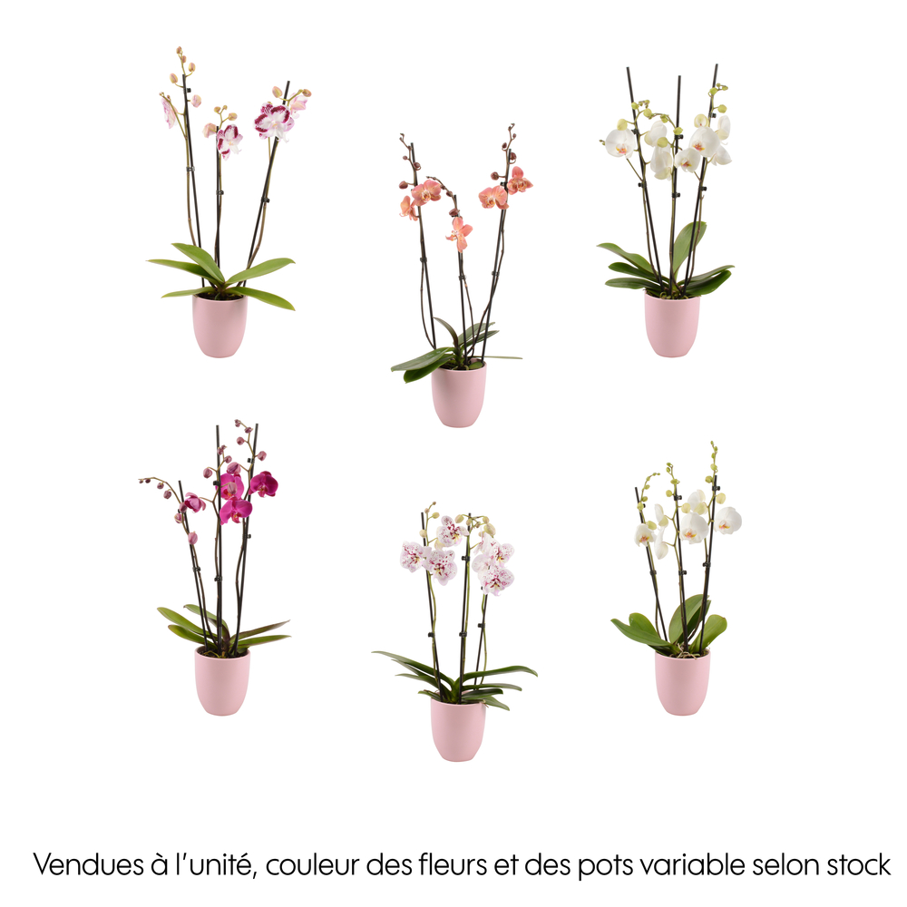 Phalaenopsis rose/blanc, coloris variés H.65cm, 3 tiges - Coupe D.13cm