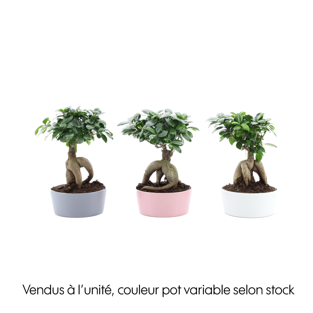 Ficus Ginseng : Coupe en céramique aux coloris variés D.17cm
