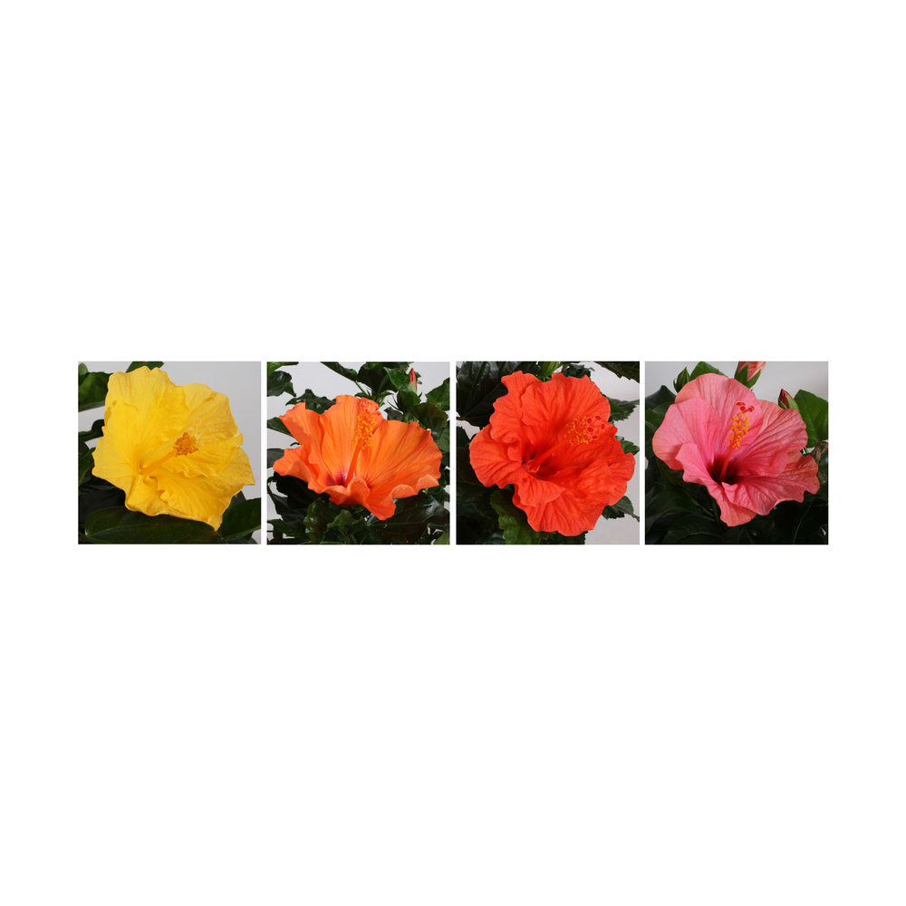 Hibiscus 'Fiori Grande', coloris variable : pot en zinc D.14cm