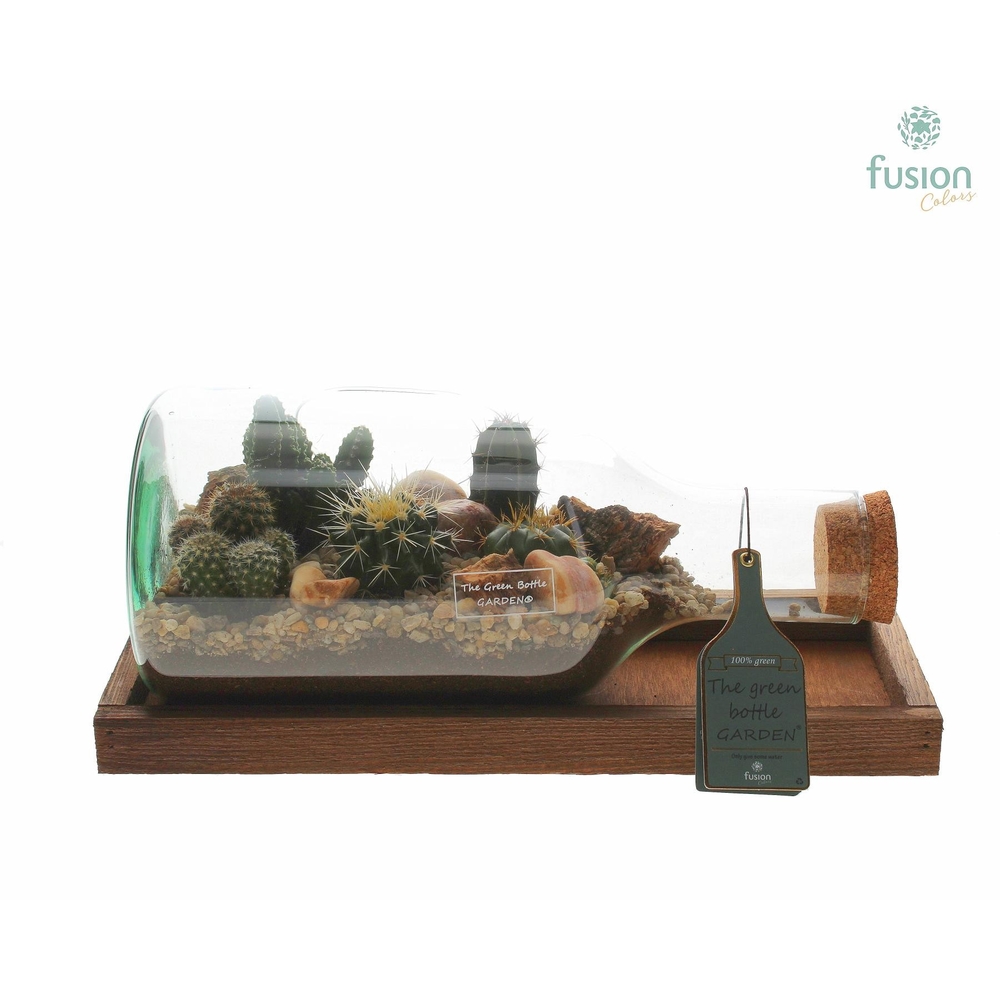 Terrarium bouteille L, en verre, avec cactus : D.38cm