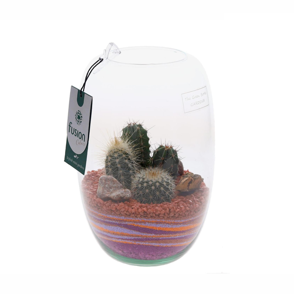 Terrarium avec cactus : D.25cm