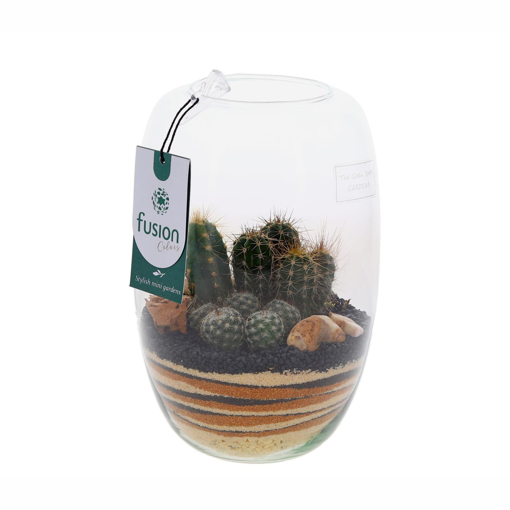 Terrarium avec cactus : D.25cm