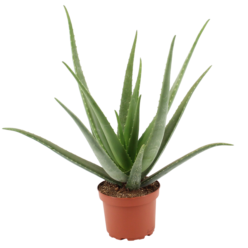 Aloe vera : Pot de D.19cm
