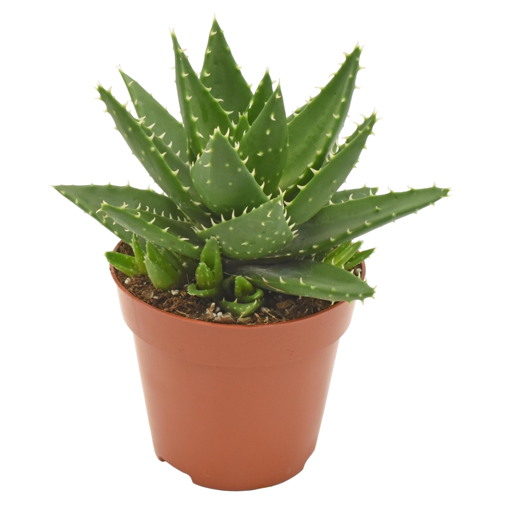 Aloe perfoliata : pot D.12cm