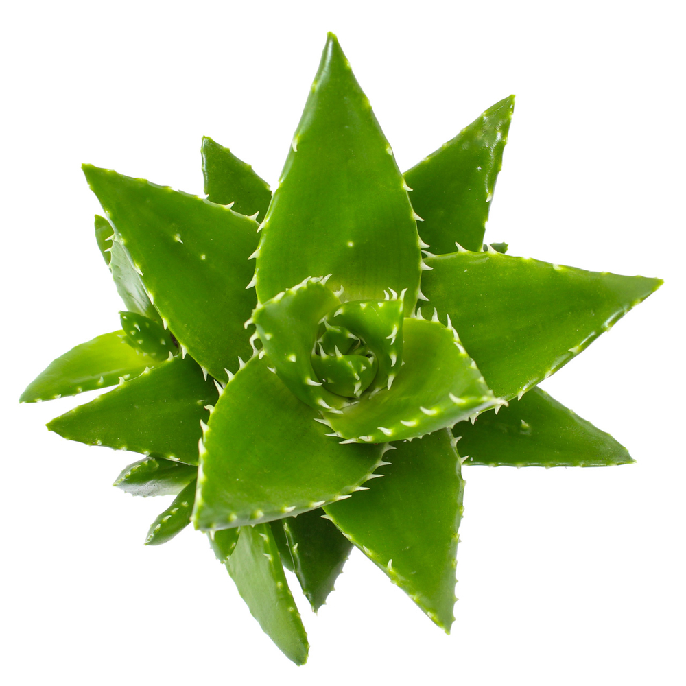 Aloe perfoliata : pot D.12cm | Truffaut
