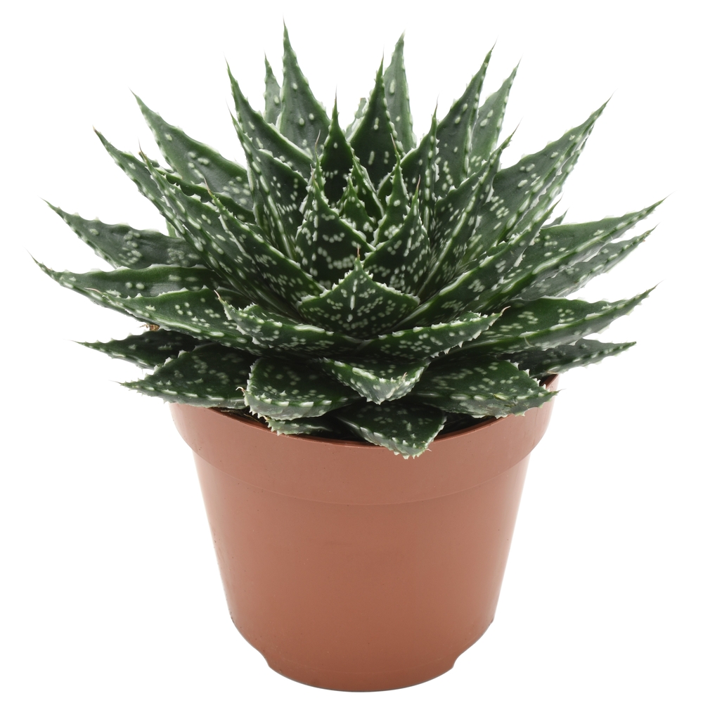 Gasteria 'Noa' : pot.D12cm