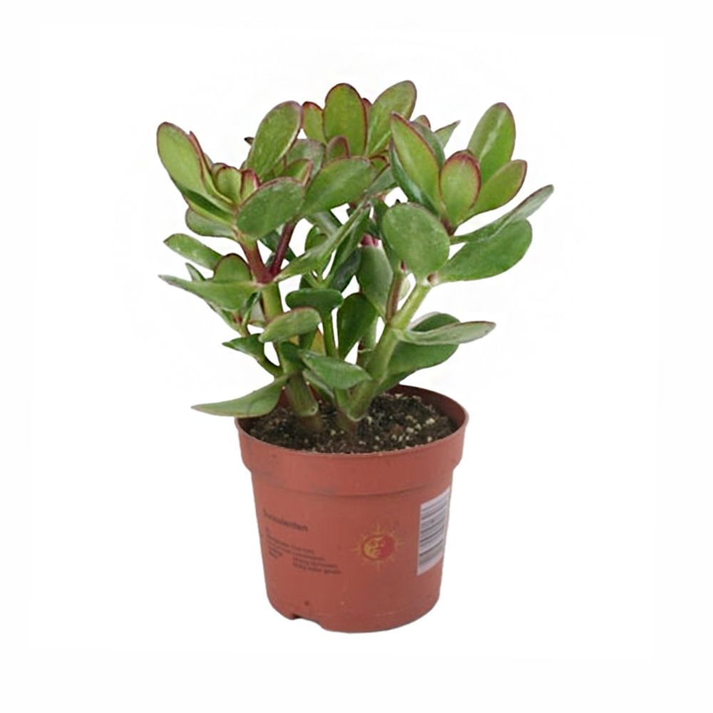 Crassula Magical Tree : Pot D.12cm