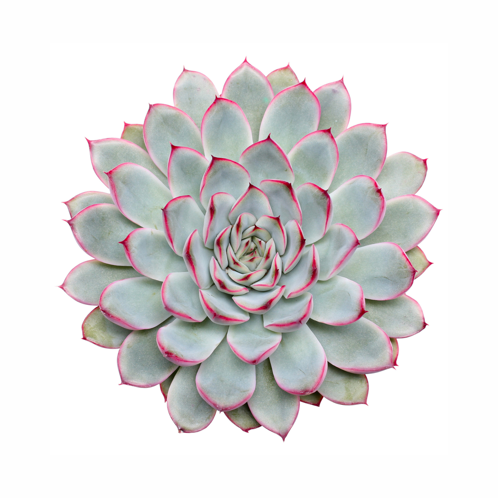 Echeveria 'Sky Pearl' : pot D.12cm