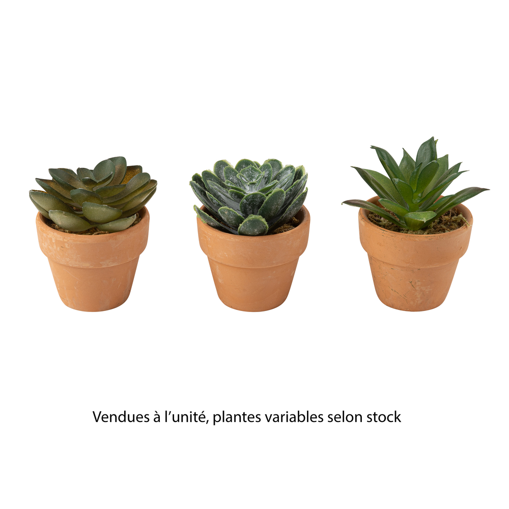 Plantes grasses artificielles, modèles variables - H.6cm