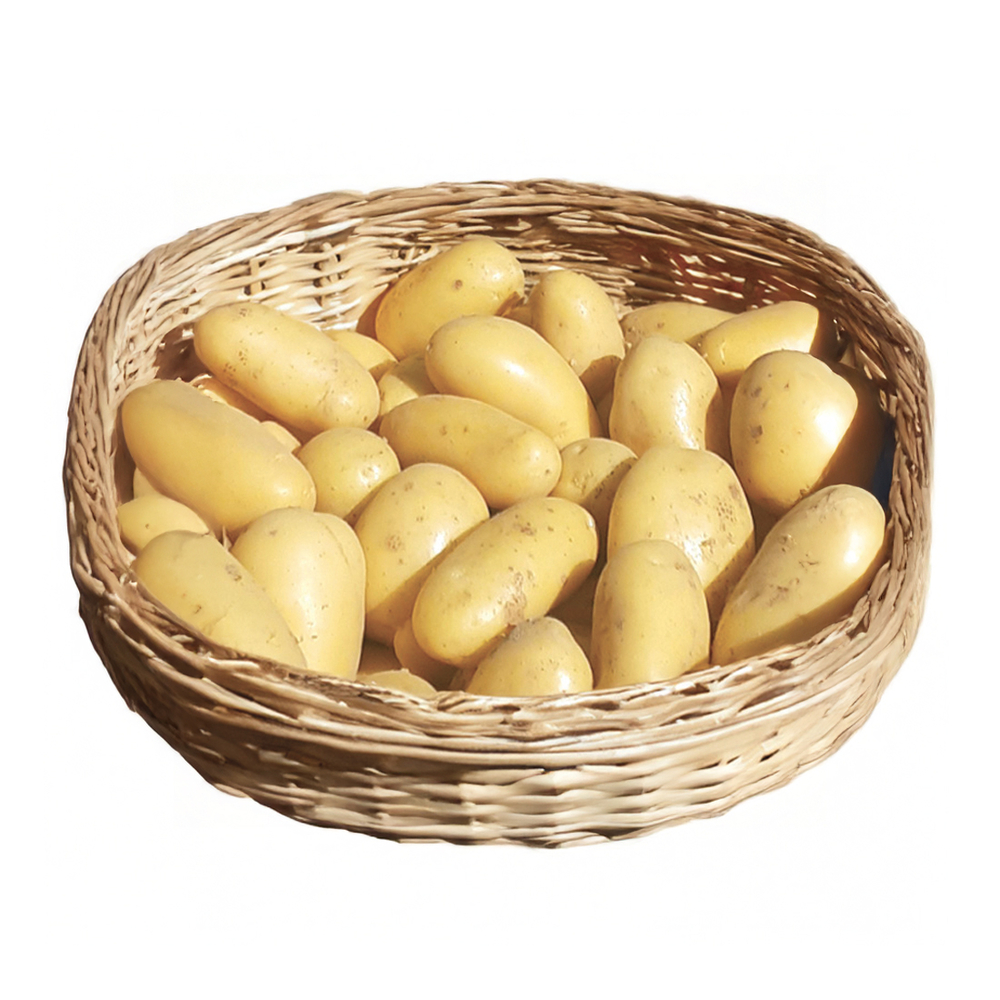 Plants de pommes de terre 'Aubaine' en filet - x10