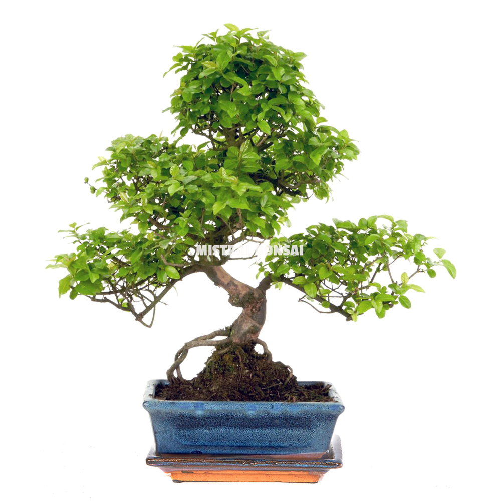 Bonsaï d'intérieur 9 ans avec soucoupe