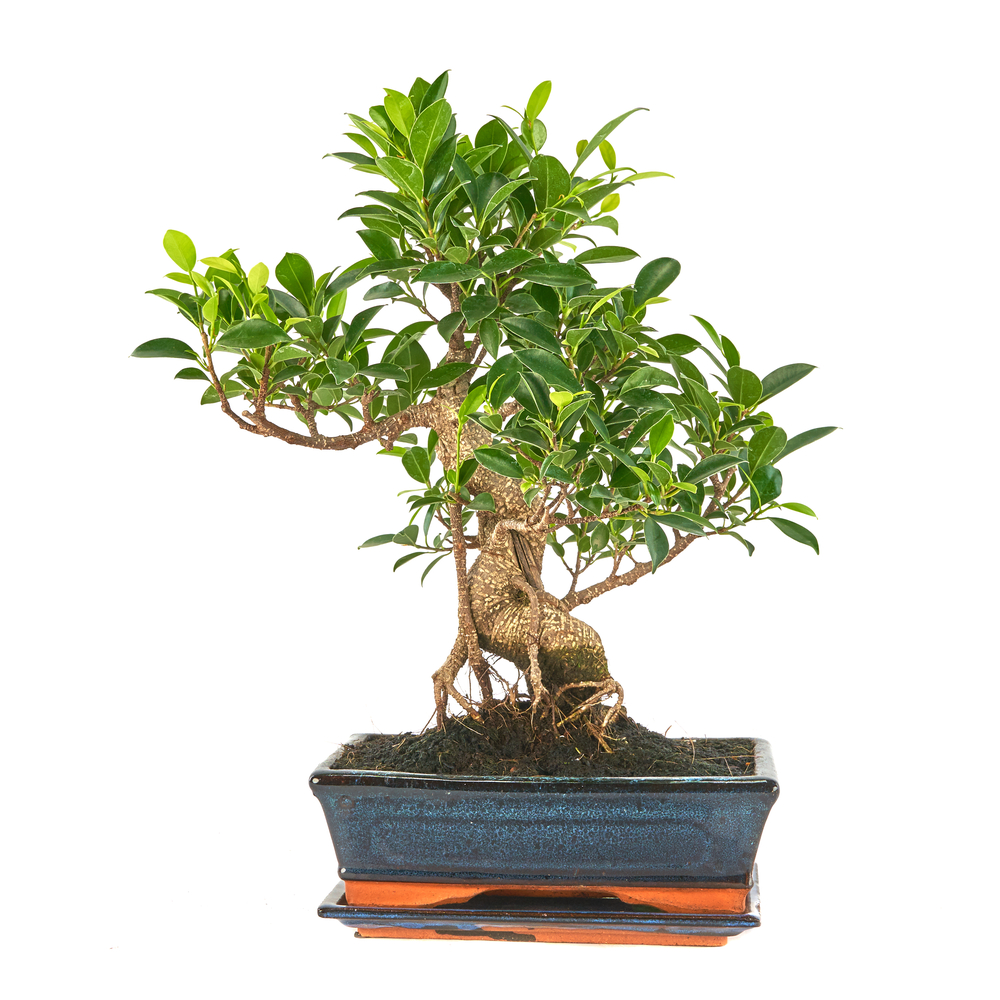 Bonsaï d'intérieur 10 ans avec soucoupe