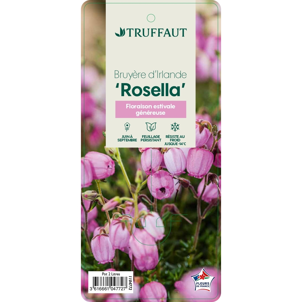 Daboecia cantabrica : Pot 2L