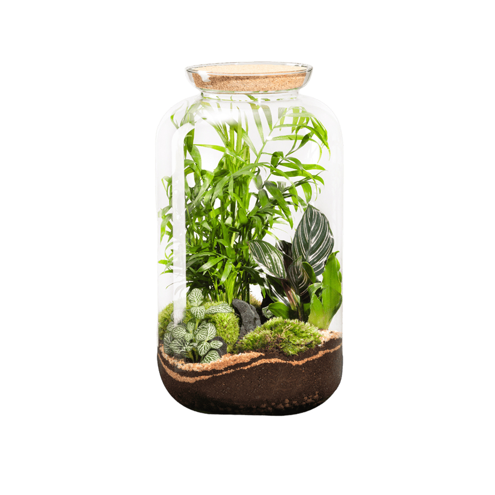 Terrarium végétal d'intérieur, Bonbonne Classic taille M : Mix D.23cm