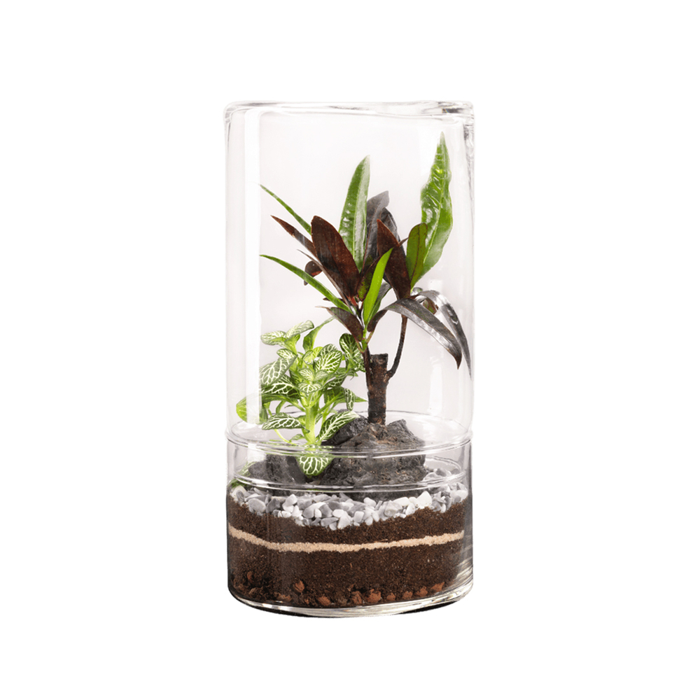 Terrarium végétal d'intérieur, Green Tower taille L : Mix D.15cm