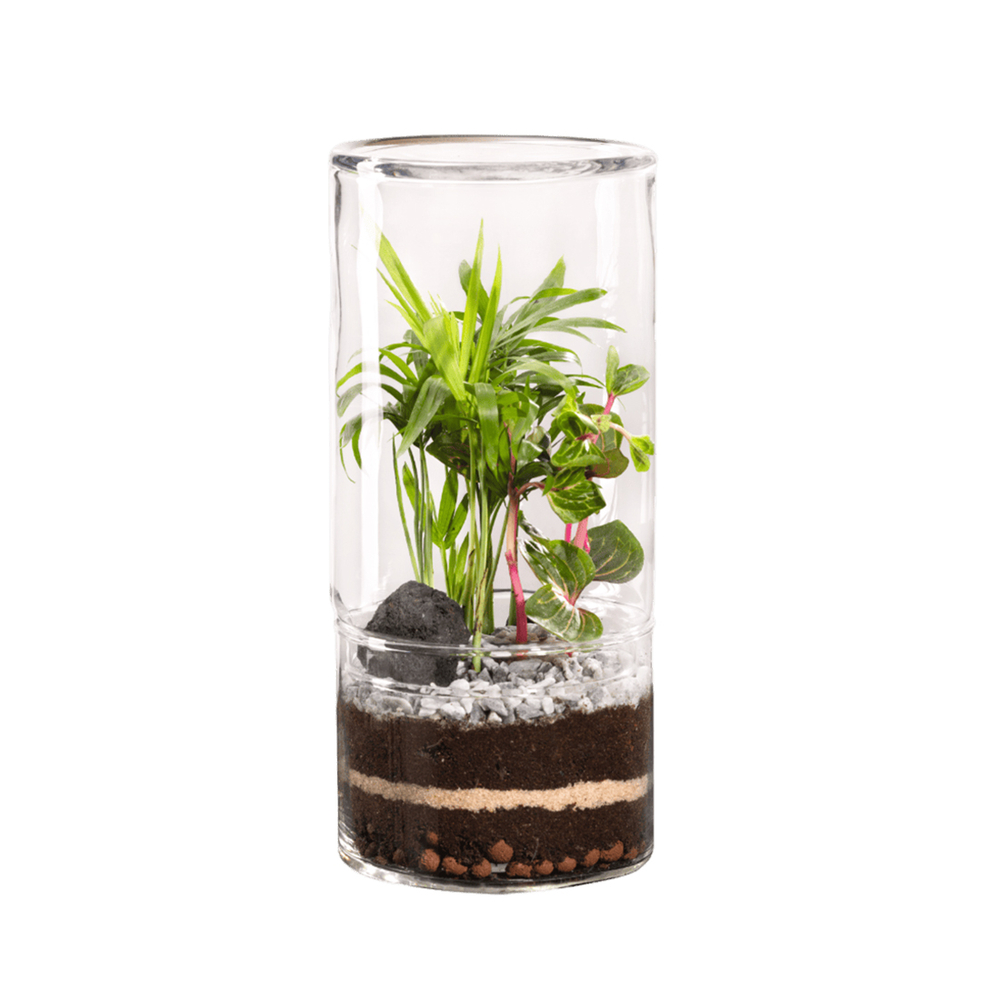 Terrarium végétal d'intérieur, Green Tower taille M : Mix D.12cm