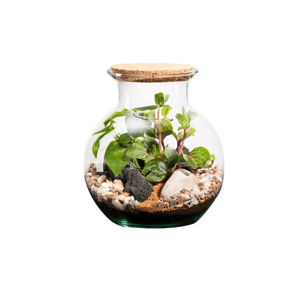 Terrarium végétal d'intérieur, Havana taille S : Irésine D.19cm