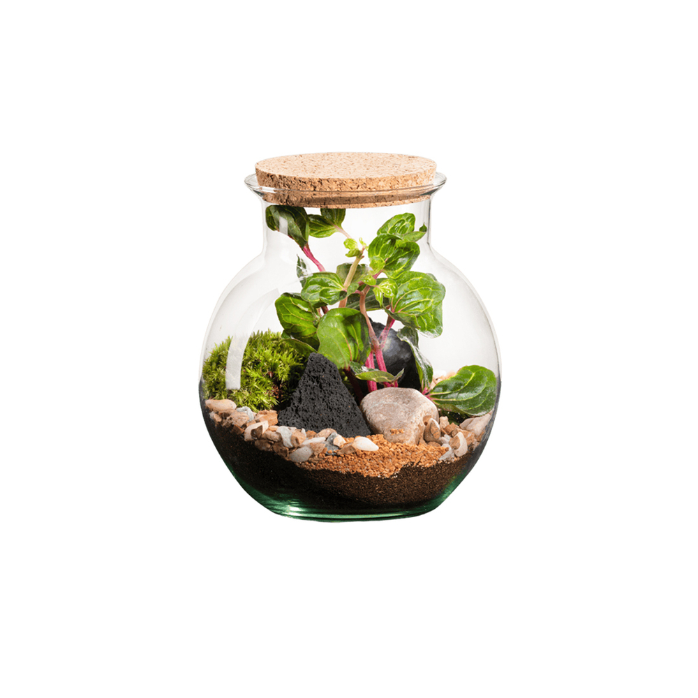 Terrarium végétal d'intérieur, Havana taille XS : Irésine D.15cm