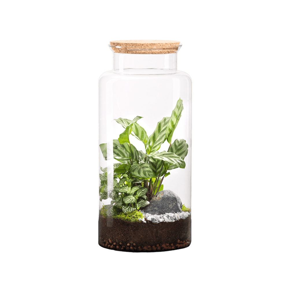 Terrarium végétal d'intérieur, Jungle Classic taille L : Mix H.40cm