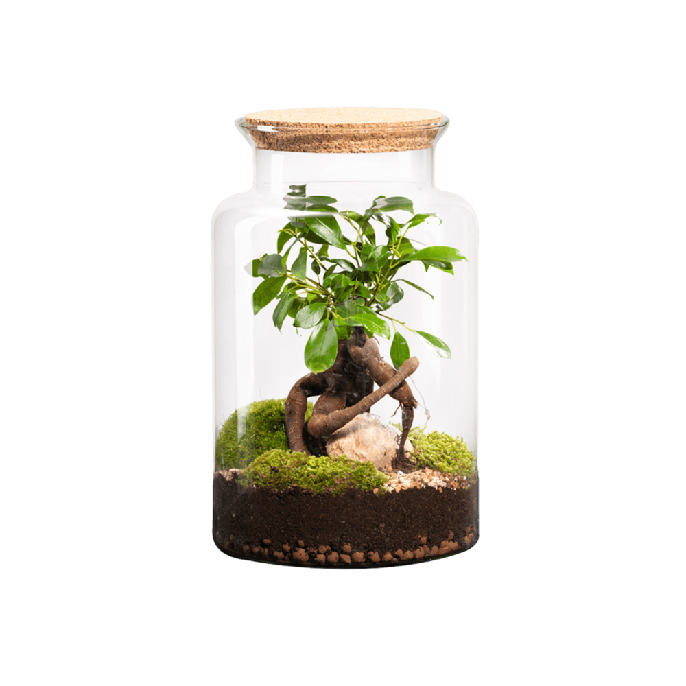 Terrarium végétal intérieur, Jungle Classic taille M : Ginseng H.30cm