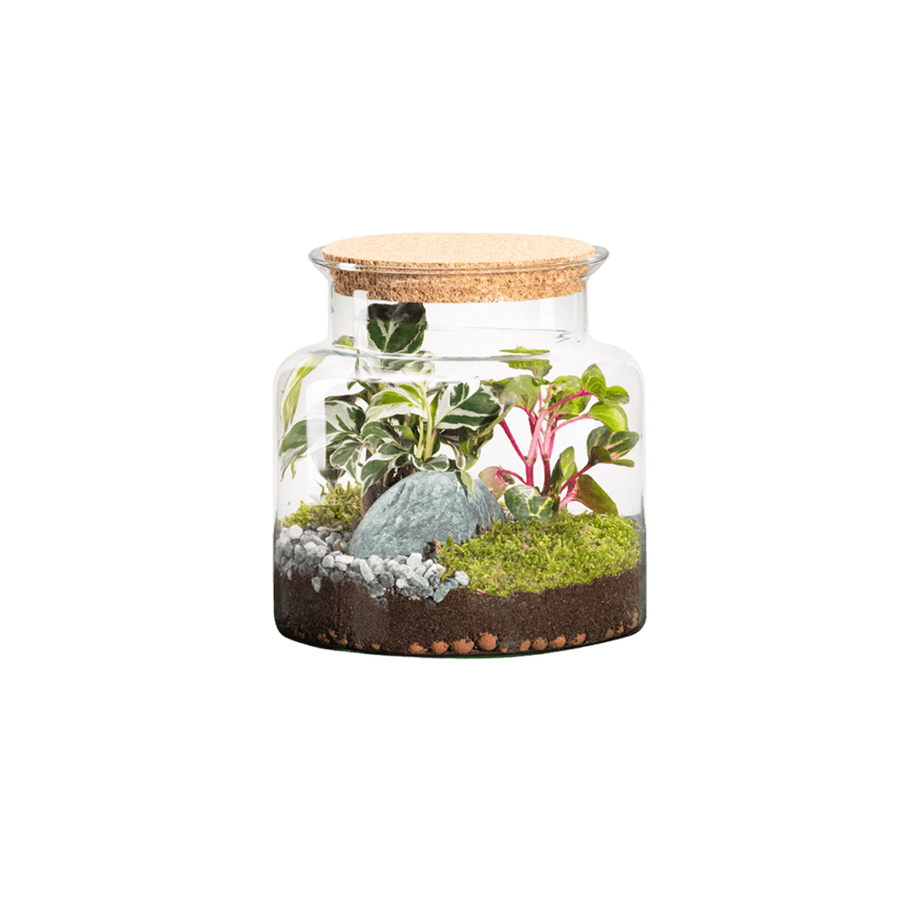 Terrarium végétal d'intérieur, Jungle Classic taille S : Mix H.20cm