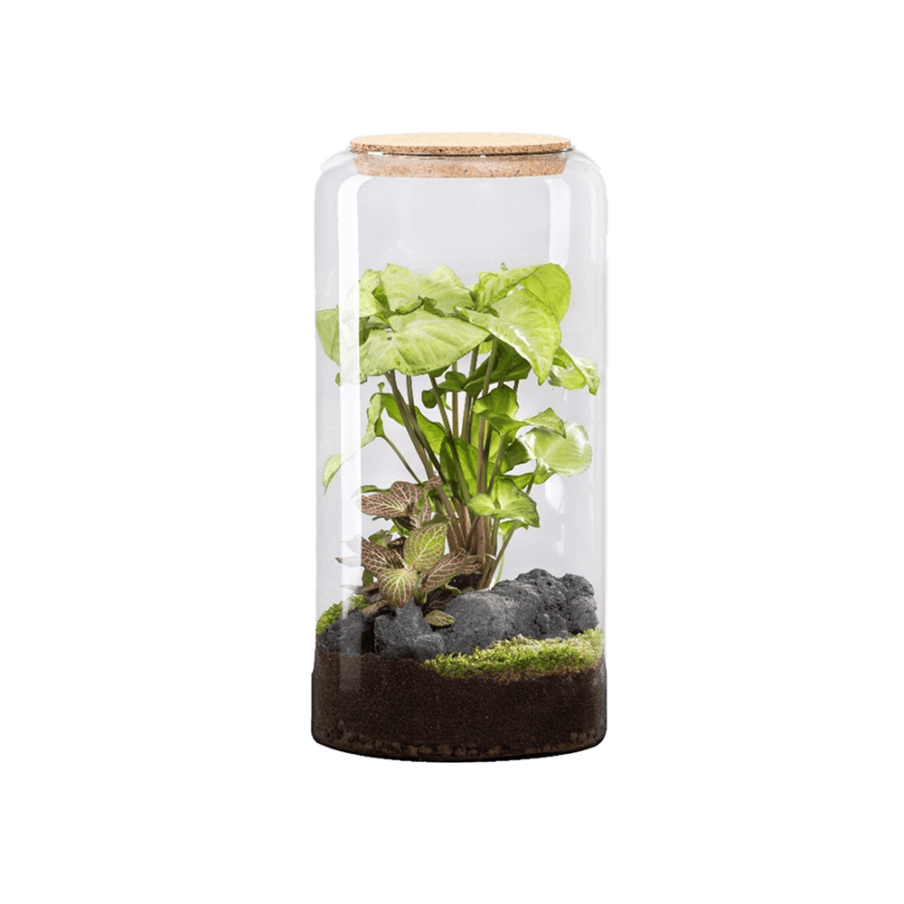 Terrarium végétal d'intérieur, Mia Classic taille L : Mix H.40cm