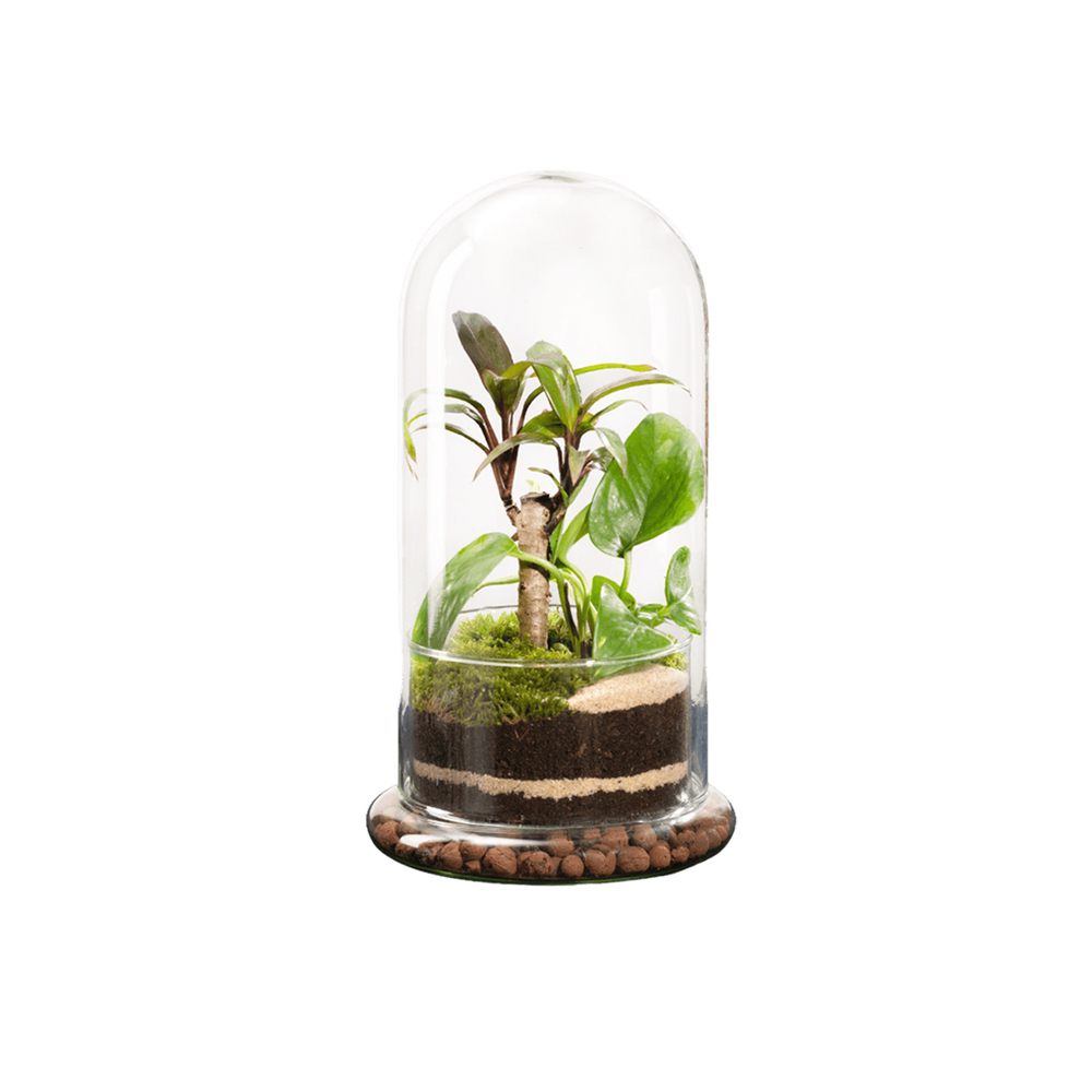 Terrarium végétal d'intérieur, Spicy taille M : Bao D.15cm