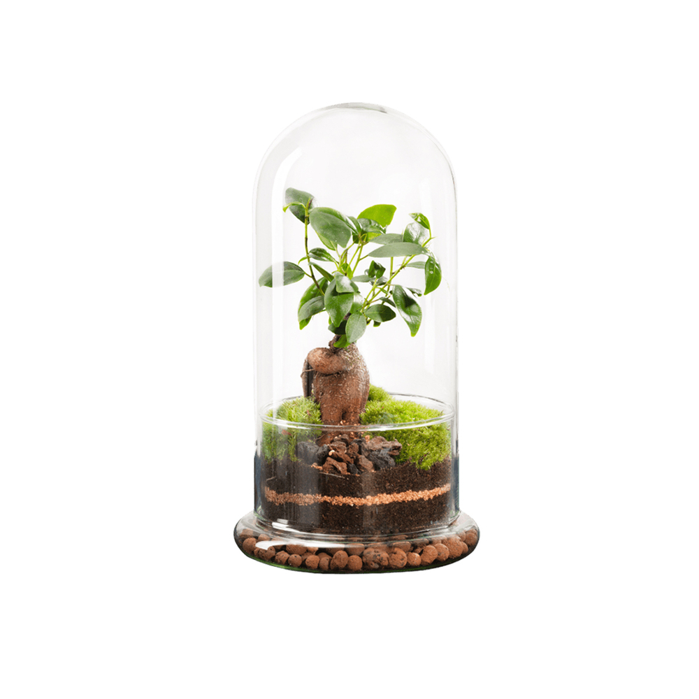 Terrarium végétal d'intérieur, Spicy taille M : Ginseng D.15cm