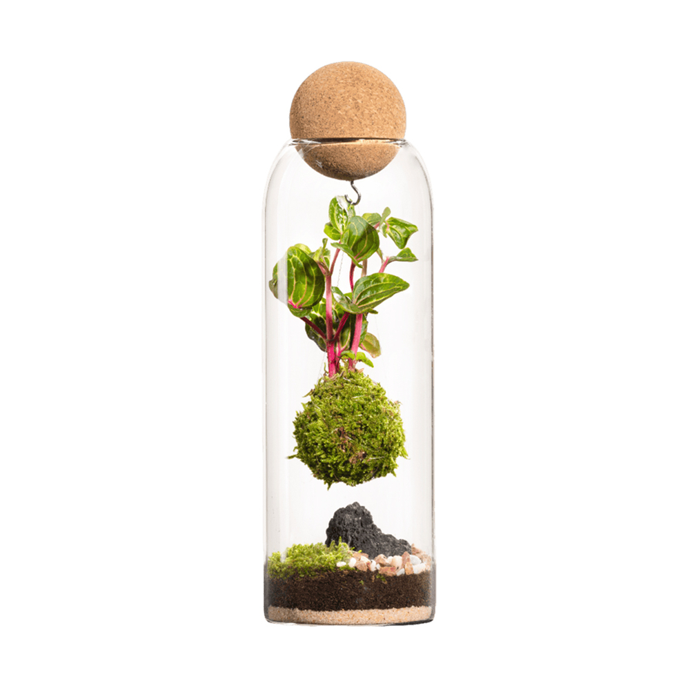 Terrarium végétal d'intérieur, Niwa taille L : Kokedama D.8 H.29cm