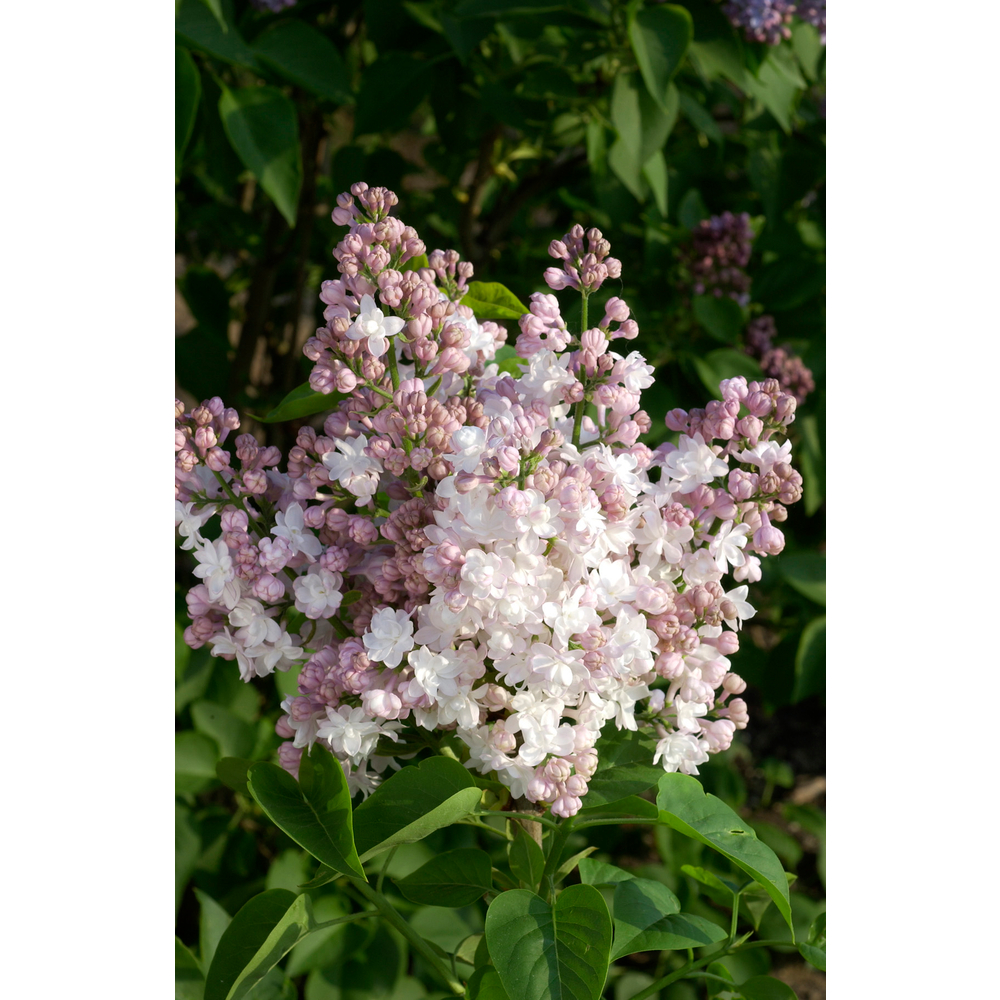 Syringa 'Belle de Moscou' : pot 10L