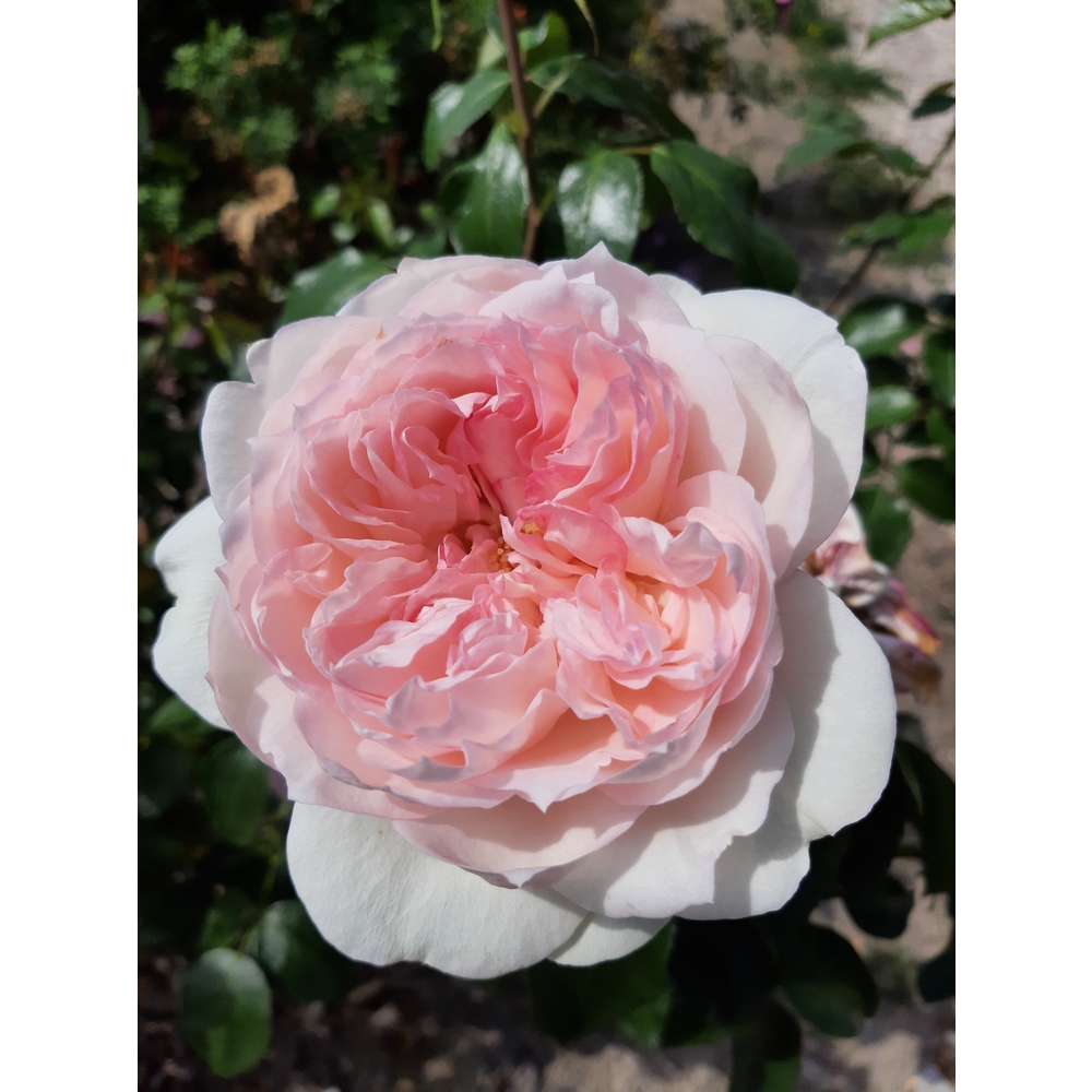 Rosier buisson Julien Clerc® 'Evedenard' fleuri : pot 5L