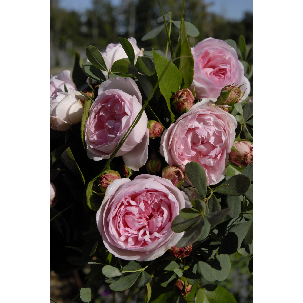 Rosier buisson François Demachy® 'Eveparfush' fleuri : pot 5L
