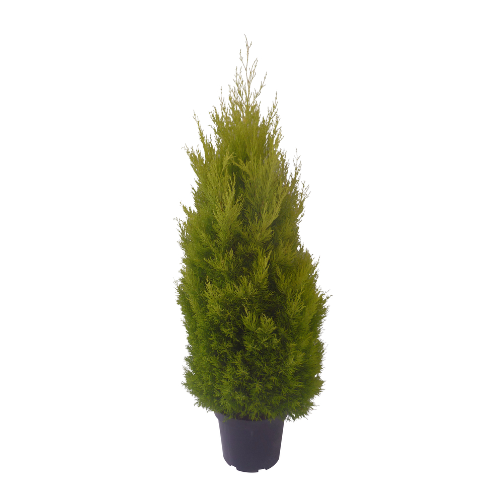 Cupressus 'Goldcrest Wilma' : pot 10L