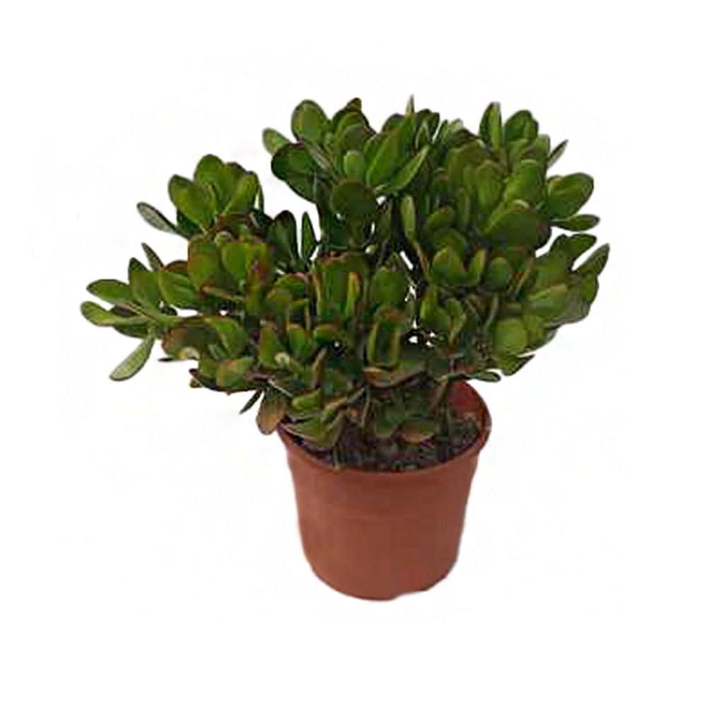 Crassula ovata : pot 3L 