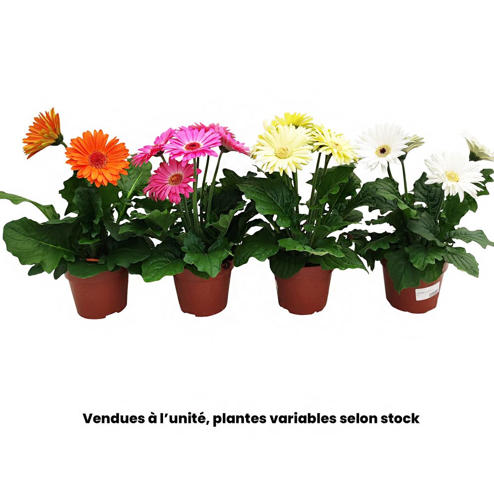 Gerbera Joybera® : pot D.15cm