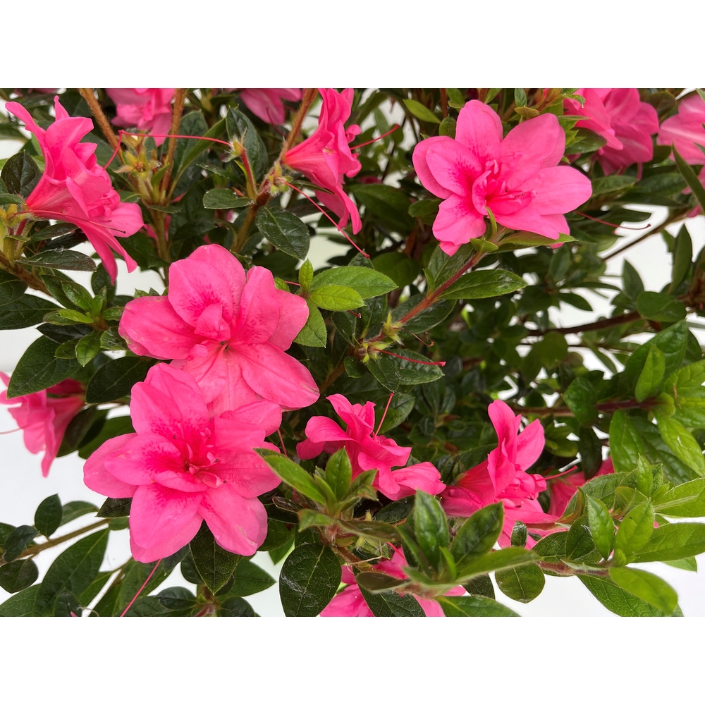 Azalée Japonaise de la série Encore® : pot 8L