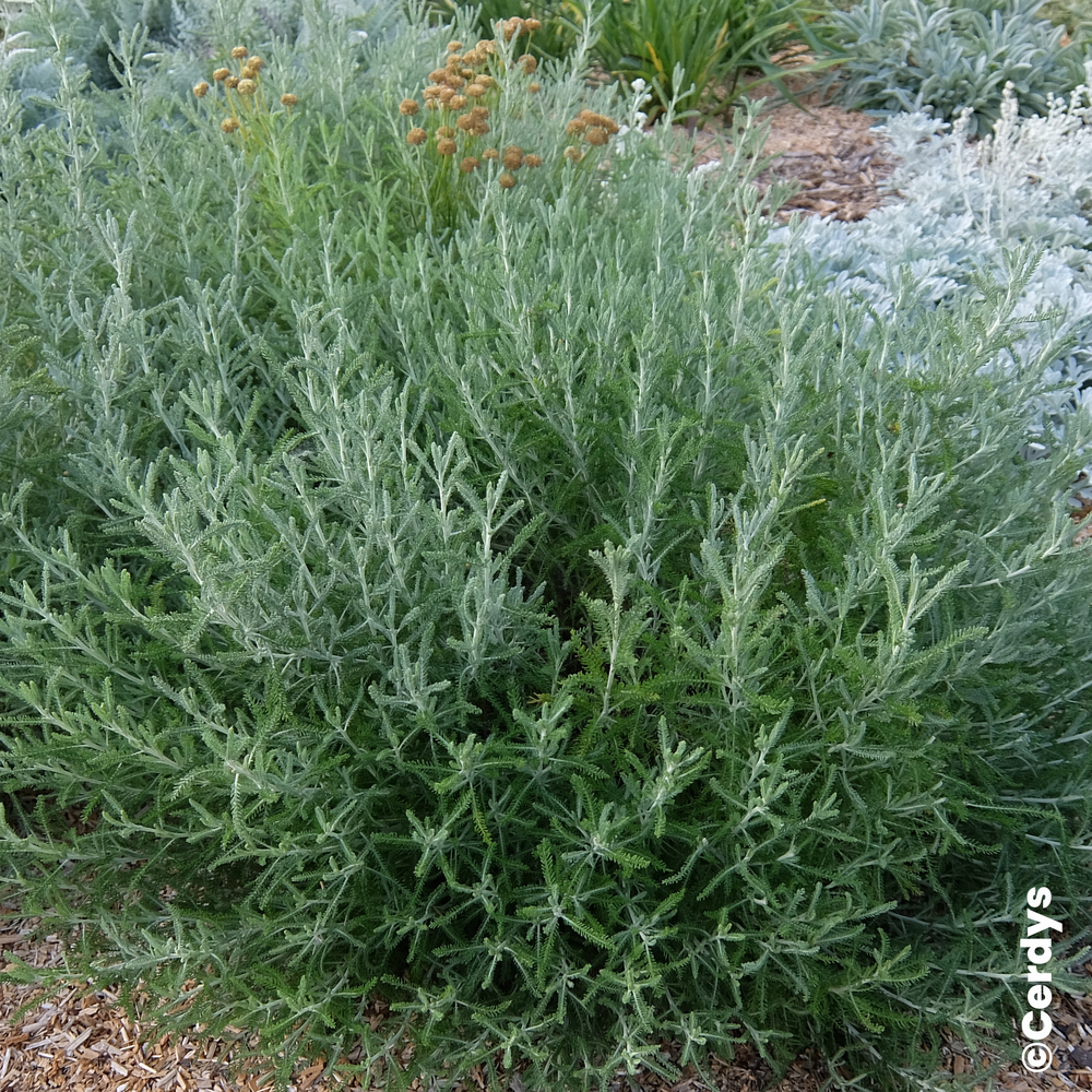 Santoline etrusca : pot 1L