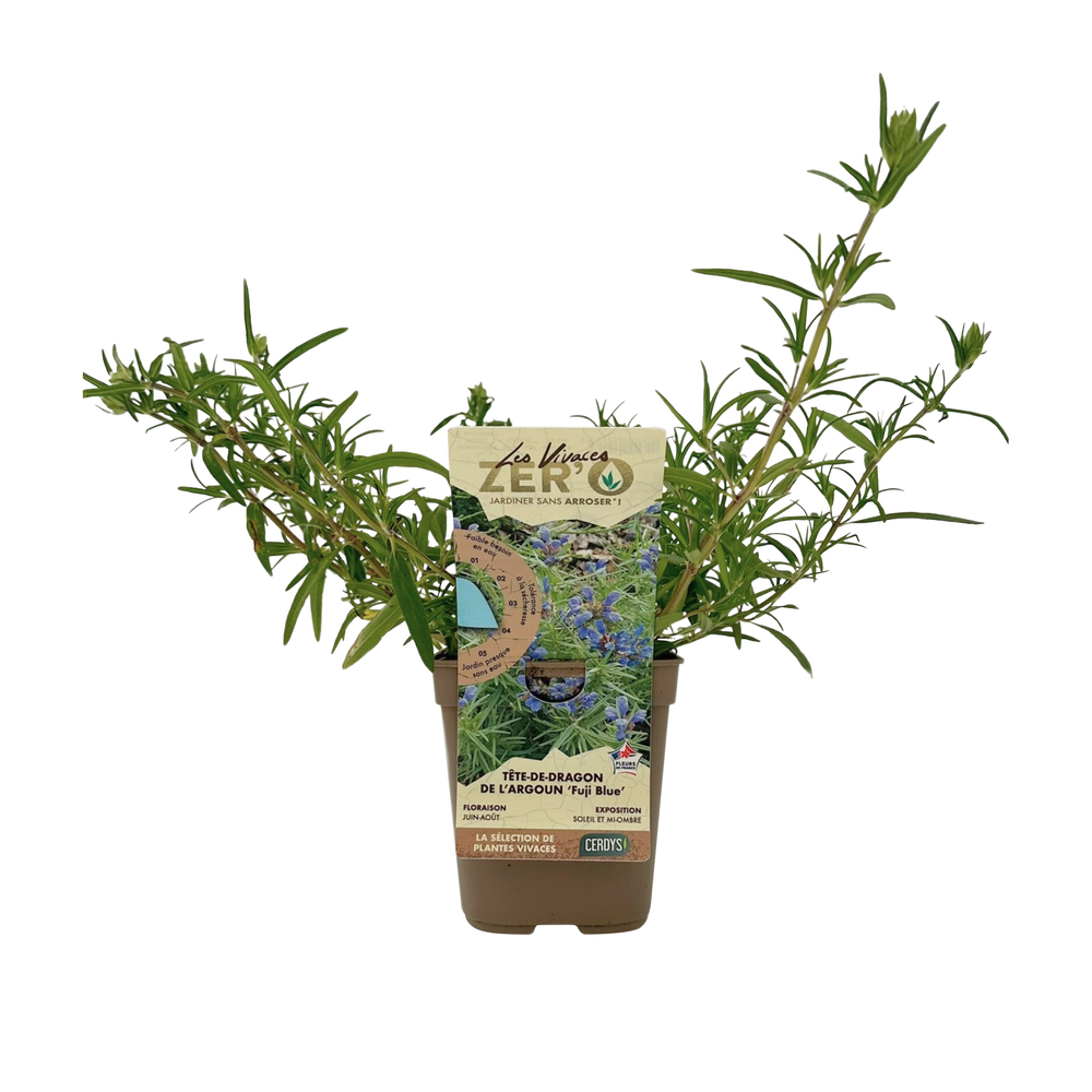 Tête-de-Dragon de l'Argoun 'Fuji Blue' : pot 1L